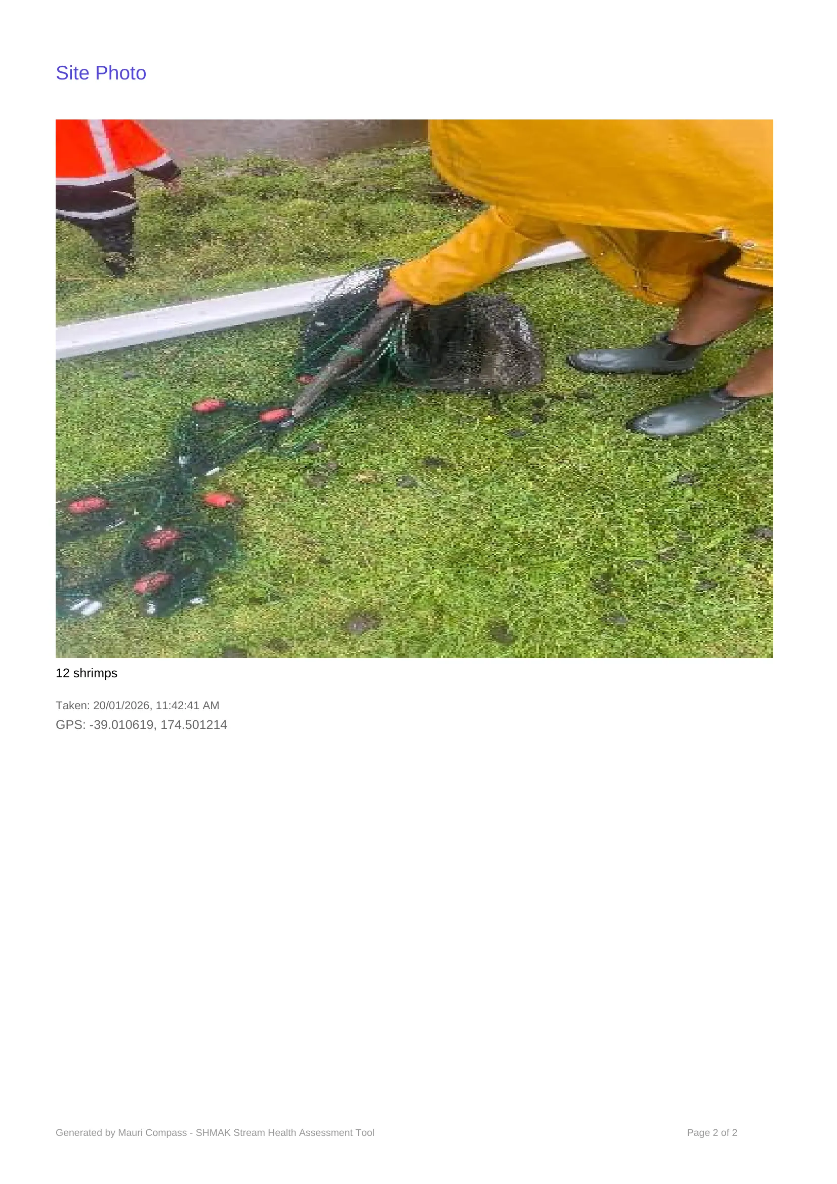 Kaka Road - Kahu's photo