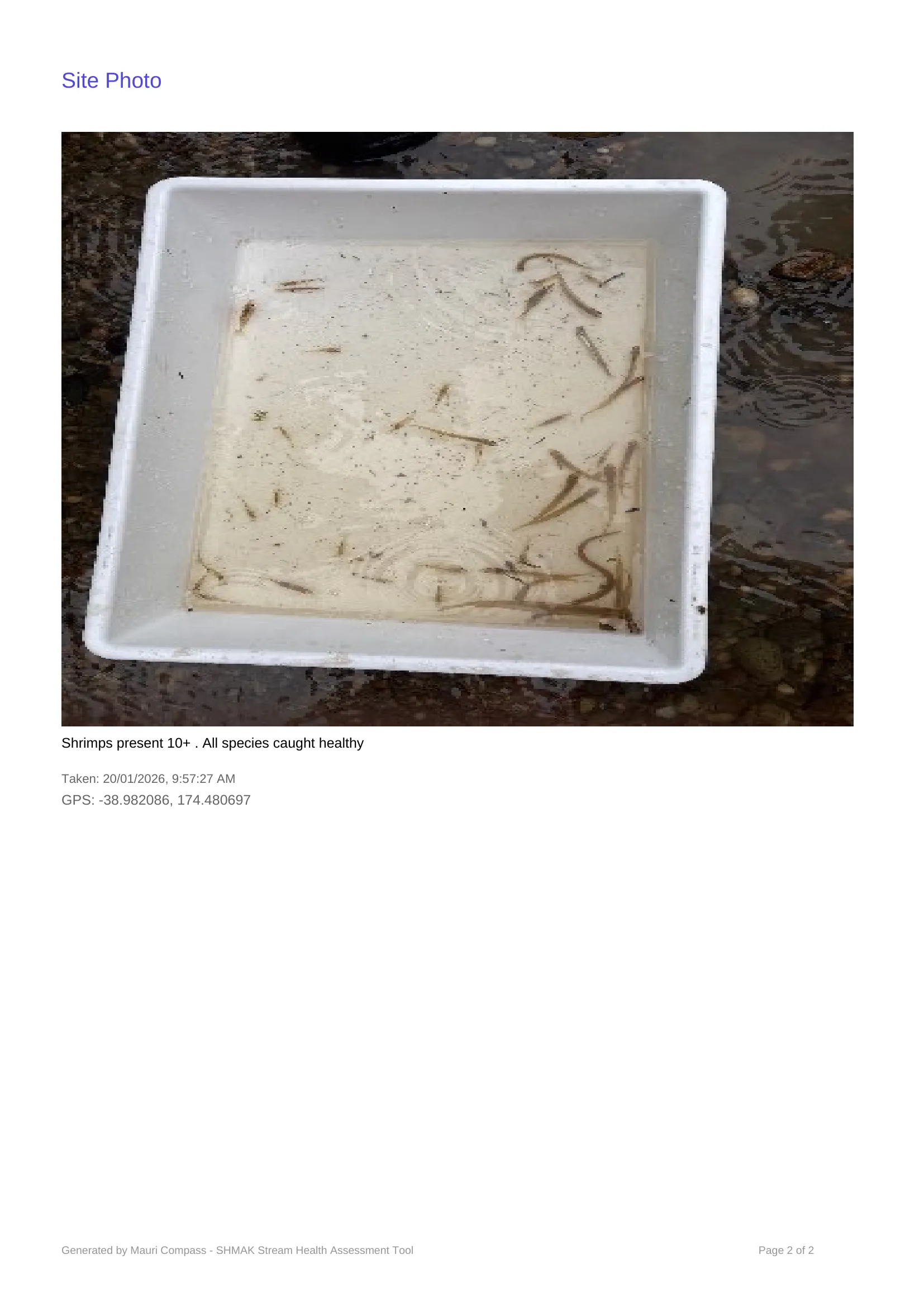 Mimi / Mangamaio - Riaki's photo